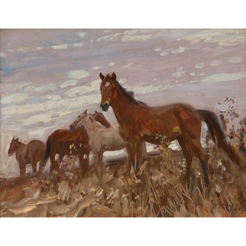 Colts in a meadow